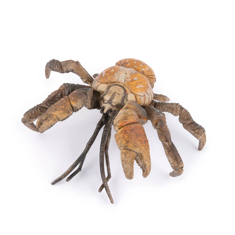 Crabe des cocotiers