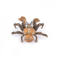Crabe des cocotiers