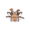 Crabe des cocotiers