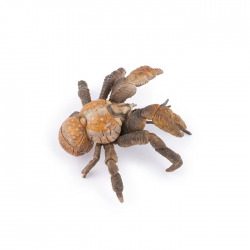 Crabe des cocotiers