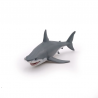 Requin blanc