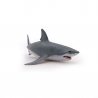 Requin blanc