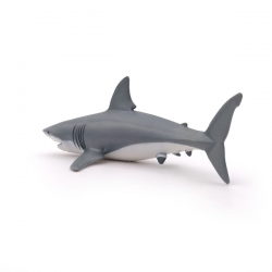 Requin blanc