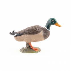 Canard Colvert