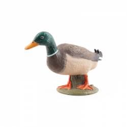 Canard Colvert