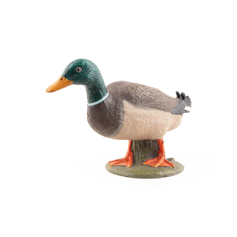 Canard Colvert