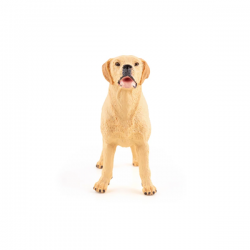 Labrador
