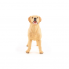 Labrador