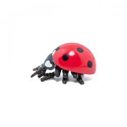 Coccinelle